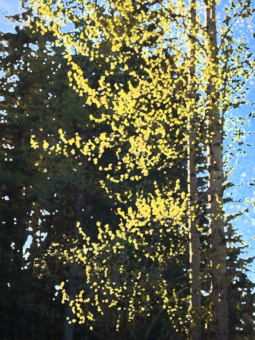 Alaska notecard showing group of cottonwood trees with spring sunshine lighting up the new leaves.