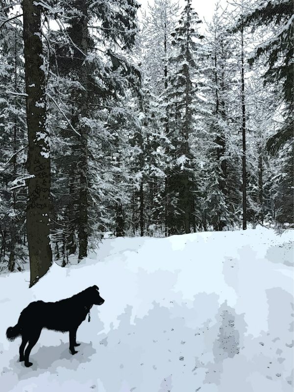 Alaska notecard showing black dog on a snowy lane through the forest.