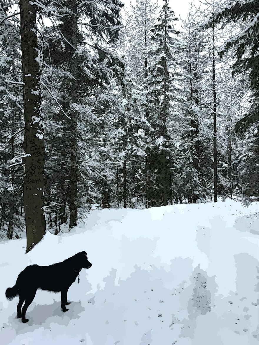 Episode 1:  “Cassie Contemplates the Winter Woods”
