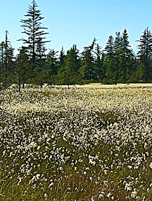 Alaska notecard showing wild bog cotton in bloom.
