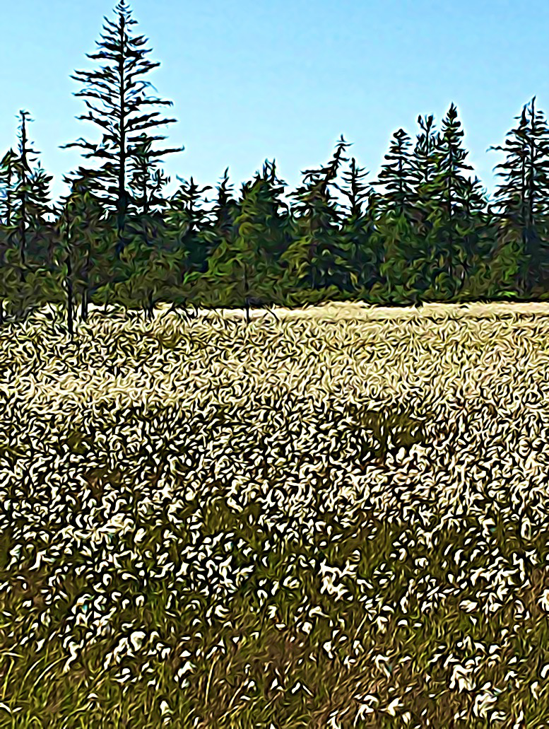 #1721-Alaska Bog Cotton