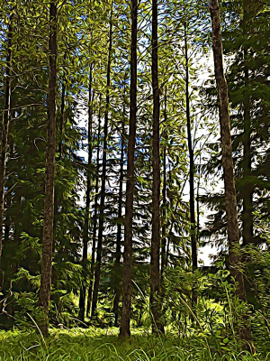Alaska notecard showing grove of cottonwood trees shimmering in summer sunlight.