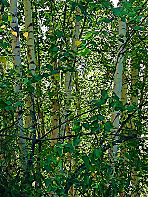 Alaska notecard and limited edition print showing sunlight streaming through thick birch forest.
