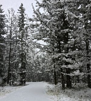 Alaska notecard showing snowy lane through the forest.