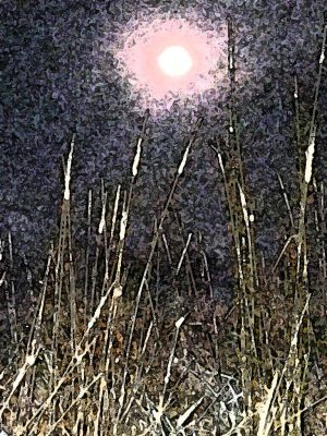 Alaska notecard and limited edition print showing full moon shining on meadow grasses.