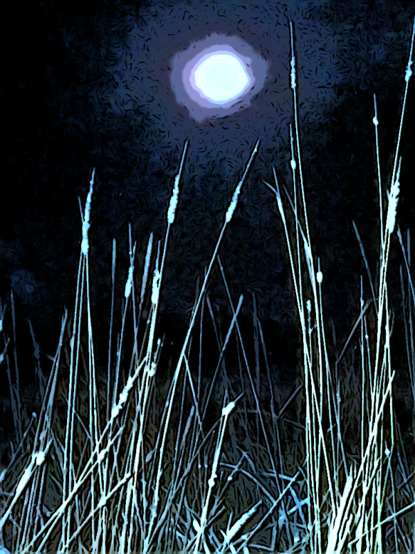 Alaska notecard showing meadow grasses under the full moon.