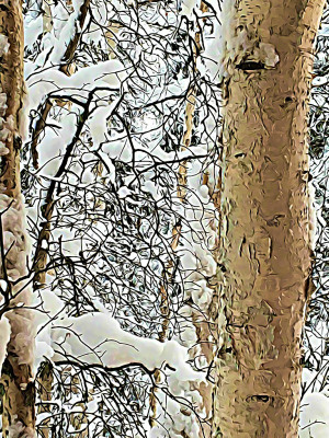 Alaska notecard and limited edition print showing snowy birch forest.