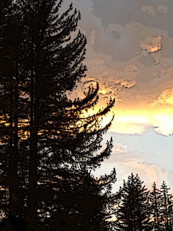 Alaska notecard and limited edition print showing tall spruce silhouette against sunset sky.