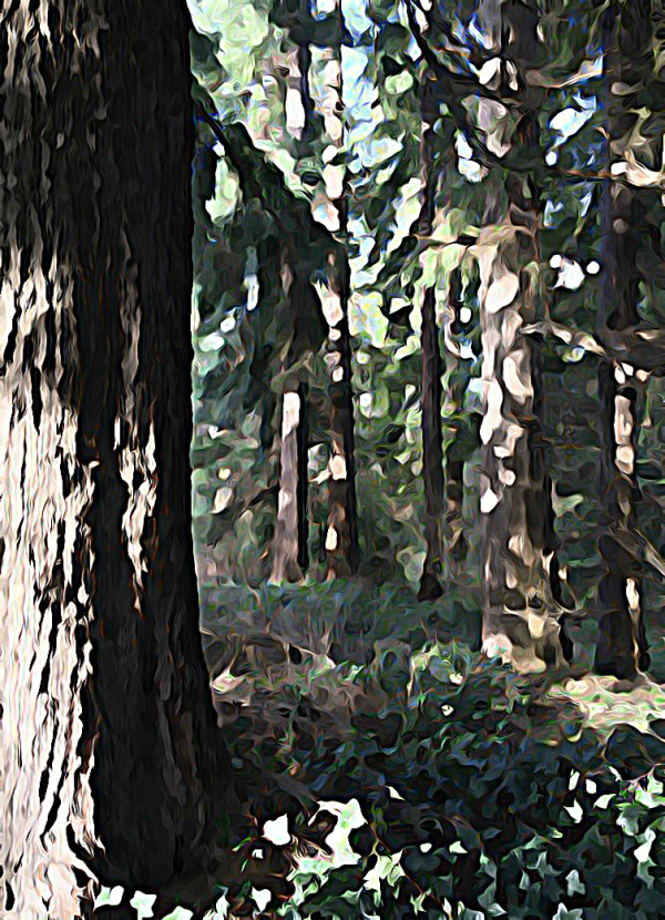 Alaska notecard and limited edition print showing sunlight streaming into deep forest.