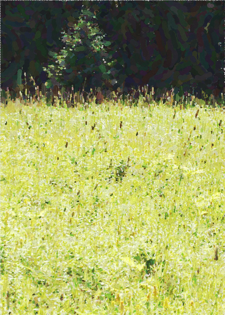 #1812 – Backlit Meadow