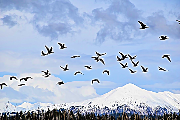 Alaska notecard showing flock of geese taking wing with mountains in the background.
