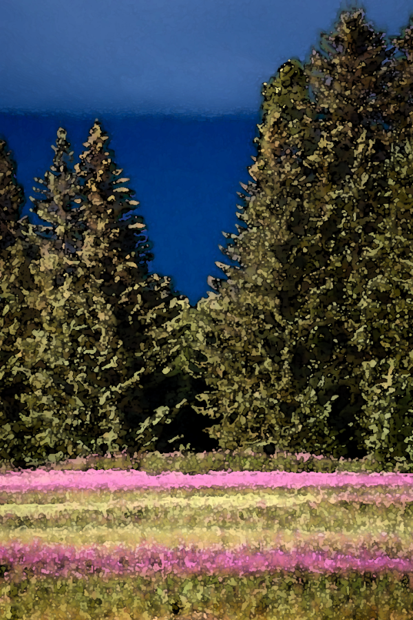 Alaska notecard showing fireweed meadow against the backdrop of tall spruce and dark clouds.