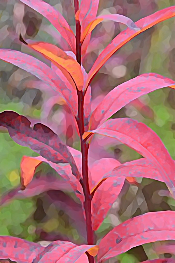 Alaska notecard and limited edition print showing close-up view of fireweed foliage.