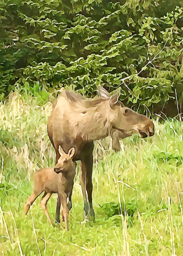 Alaska notecard showing mother moose and calf.