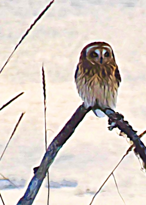#2002 – Perching Owl