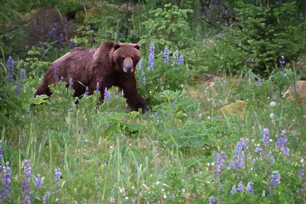 Alaska notecard and limited edition print showing brown bear moving through the meadow.