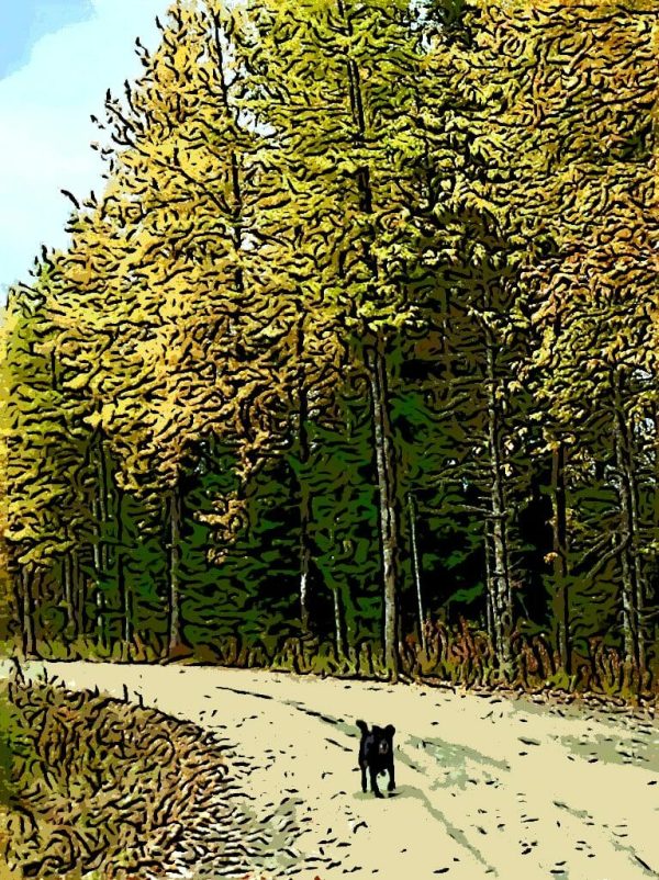 Alaska notecard showing black dog trotting along a dirt road.