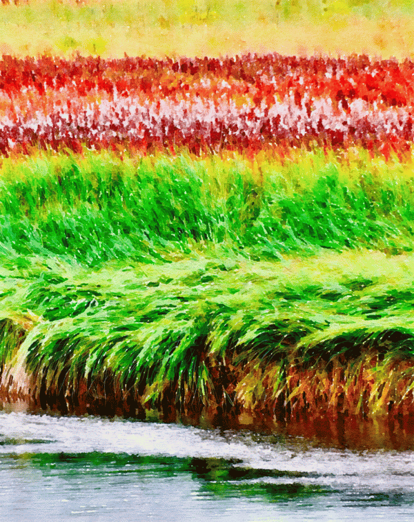 Alaska notecard and limited edition print showing riverbank grasses at high tide.