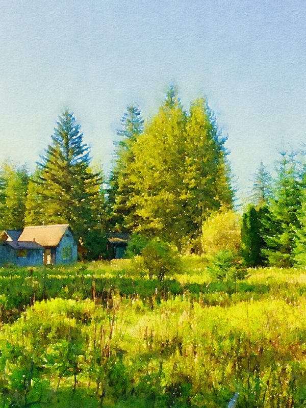 Alaska notecard showing verdant summer green and long shadows.