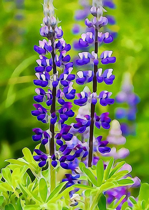 Alaska notecard and limited edition print showing wild lupine in bloom.