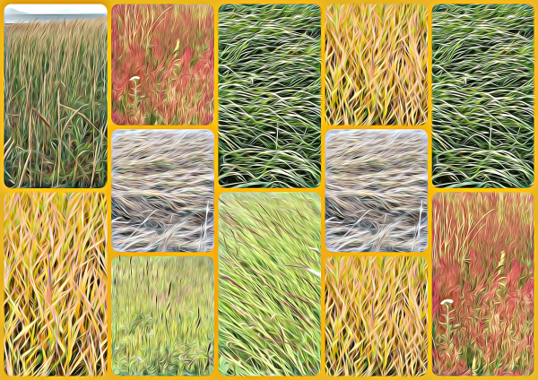 Alaska notecard and limited edition print showing various grasses in a woven pattern.
