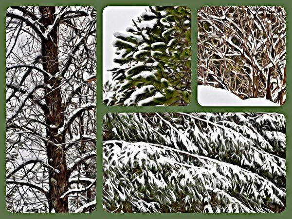 Alaska notecard showing trees covered in snow.
