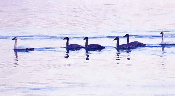 Alaska notecard showing group of trumpeter swans.